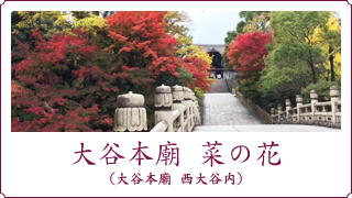 大谷本廟 菜の花　(大谷本廟 西大谷 内)